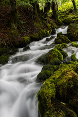 stream in the forest