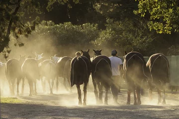 Fotobehang caballo equino deporte © Santa001