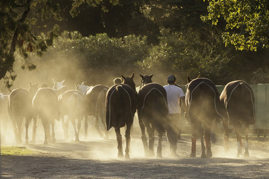 caballo equino deporte