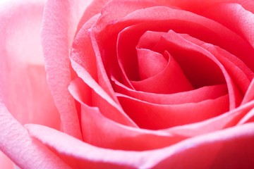 Fototapeta na wymiar Closeup of yellow rose petails