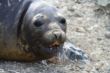Elephant Seal!