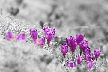 abstract view of spring crocuses