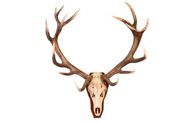 awesome red deer hunting trophy