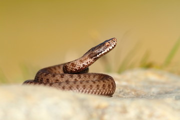 beautiful reptile vipera berus