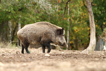 Naklejka na ściany i meble big wild boar walking in a glade