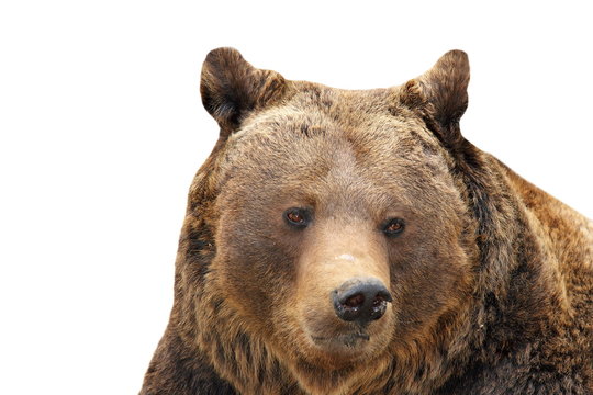 big brown bear portrait over white