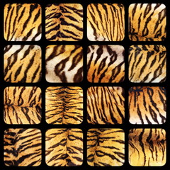 collection of real tiger fur textures