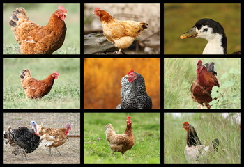 farm birds collection