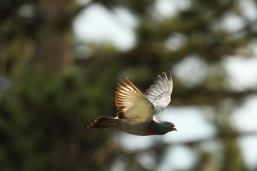 feral pigeon in flight