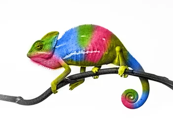 Afwasbaar Fotobehang Kameleon kameleon - kleuren