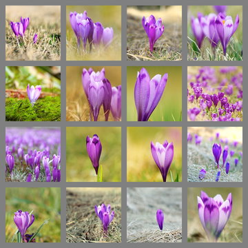 Collection Of Wild Saffron Images