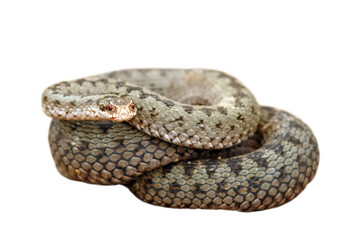 isolated female common european adder