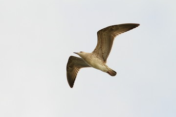 juvenile caspian gull in flight