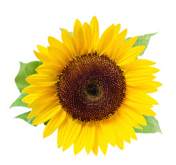 Sunflower, isolated on a white background.