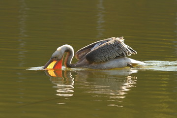 juvenile great pelican fishing