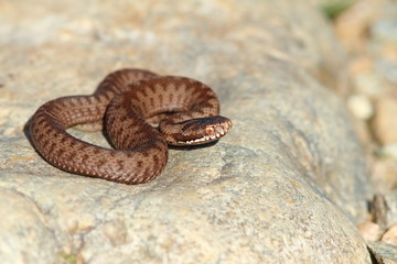 juvenile vipera berus on stone