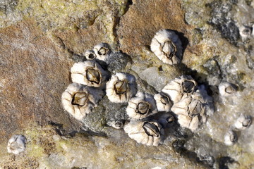 Barnacles on a stone © hhelene
