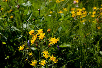 Wildflowers
