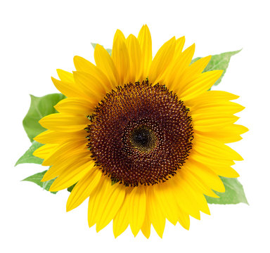 Sunflower, isolated on a white background.