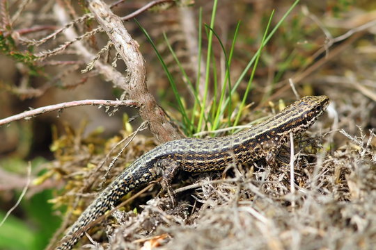 lizard camouflaged in its habitat