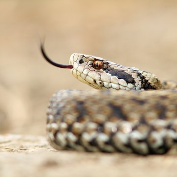 macro image of a meadow viper