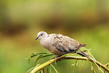 turtledove on willow tree