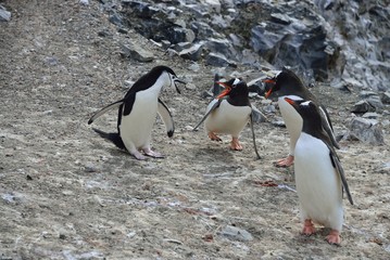 Fototapeta premium Gentoo Penguin and Adelie Penguin in a dispute!