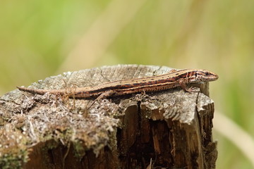 viviparous lizard basking on tree trunk