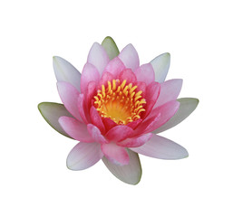 Pink lotus or water lily isolated on white background.