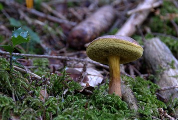 Champignons