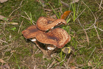Honey fungus