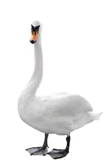Printed kitchen splashbacks Swan Swan