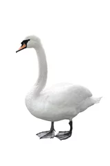 Acrylic prints Swan Swan