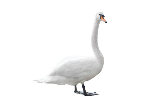 Swan
