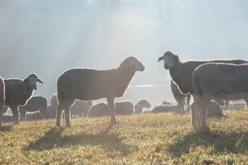 Zwiesprache im Morgennebel, 2 Schafe im Morgennebel