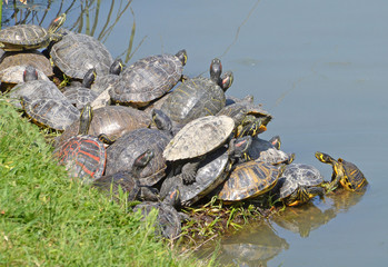 Fototapeta na wymiar famiglia di tartarughe acquatiche