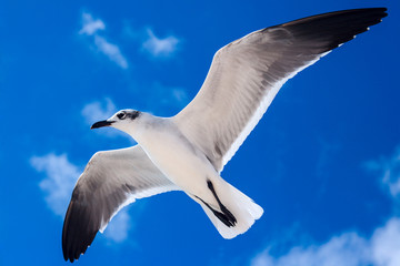 Seagull flying