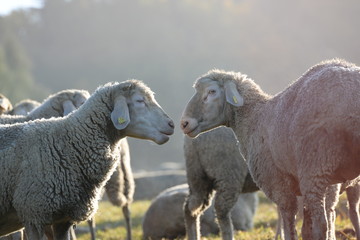 Guten Morgen, 2 Schafe im Morgennebel