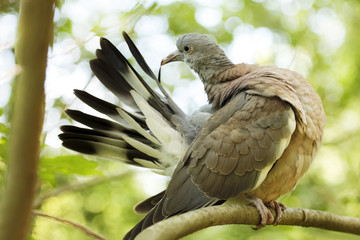 Крупный лесной голубь.