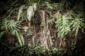 Tropical rainforest background