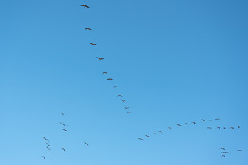 Migratory birds in autumn.