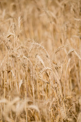 Macro Wheat Spikes in Yellow Field