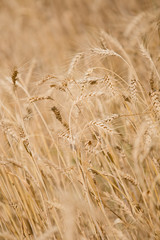 Macro Wheat Spikes in Yellow Field