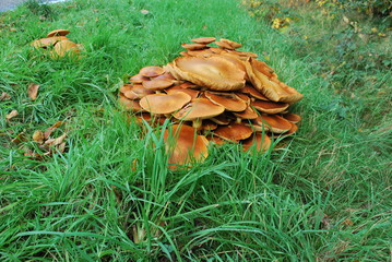 Mushrooms by the roadside