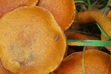 Kapelusze  © dagabu