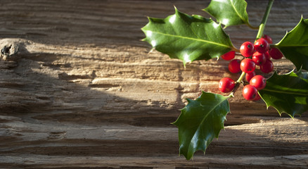 Stechpalme, Ilex Zweig mit roten Beeren auf altem Treibholz / Holz Brett