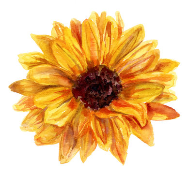 Watercolor sunflower drawing on white background, vintage style