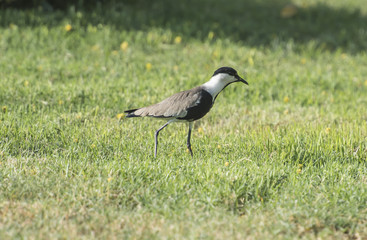 Obraz na płótnie Canvas Spur winged plover stood in grass
