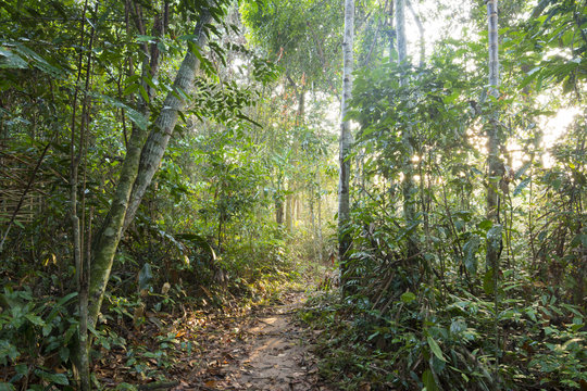 Jungle pathway in morning light