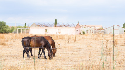horses greenhouses agriculture